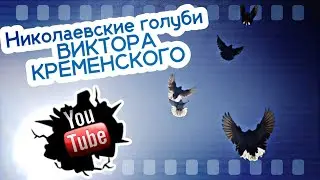 Николаевские голуби. г.Рубежное. Виктор Кременской на связи апрель 2023