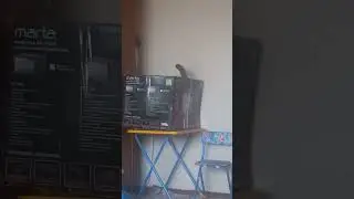кот и коробка