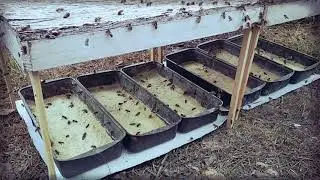 Белковая подкормка для пчёл