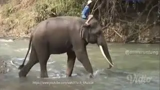 Ternyata Perlakuan Kita Pada Hewan Ini Salah