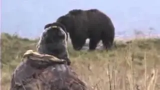 ОХОТА на МЕДВЕДЯ реальная охота Extreme Bear Hunting in Kodiac   Grizzly Bear Caccia all'orso Chasse