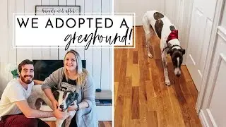 We Adopted A Greyhound! | Meet King 👑| Adopting a Retired Racing Greyhound