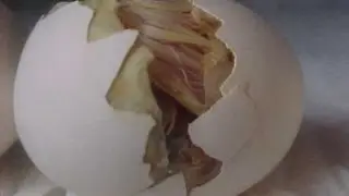 Создание гомункула из огромного яйца. ч.2. Вылупление. Он жив!!!