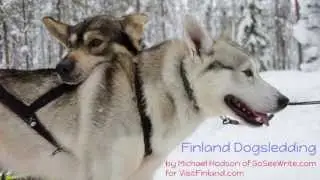 Dog Sledding in Finland