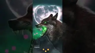 fotos de animais