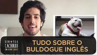 TUDO SOBRE A RAÇA BULDOGUE INGLÊS | BOM PRA CACHORRO