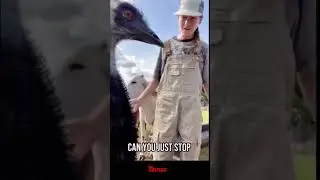 Птица Эмануэль Мешает Съемке 🎥 | Милый Ролик 🐦