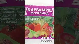 СДЕЛАЙТЕ СЕЙЧАС ЭТО с ВИШНЕЙ и ЧЕРЕШНЕЙ чтобы не лишиться урожая! #shorts #short #shortvideo