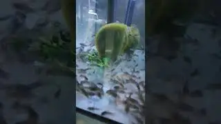 Корики шуршать