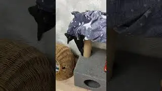 Маленький котенок 