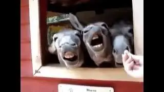 Ослы поют хором = Реальное РЖАКА