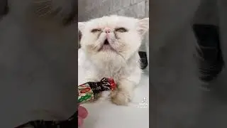 Лапочка😘😽🥰 