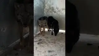 #wolf