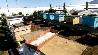 Облёт пчёл, 02 04 2020