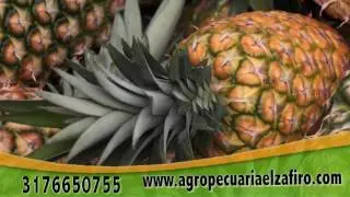 Semillas para el cultivo de piña