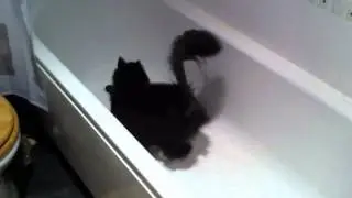 Norwegian forest cat plays ping pong in the bath