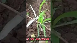 Vaimim vâr hlang