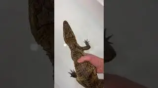 Домашний крокодил "Пушок" 🐊