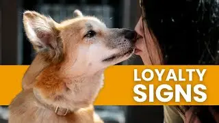 Way Dogs Show Loyalty To Their Owners
