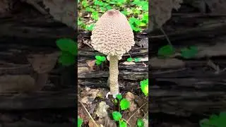 Проверяем Зонтик Пестрый