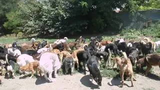 Sasa shelter, feeding, july 14
