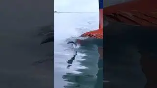 Why Dolphins Swim In Front Of Ships 🤯#shorts