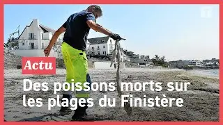 Pourquoi des centaines de congres s'échouent sur les plages de Bretagne sud depuis plusieurs jours ?