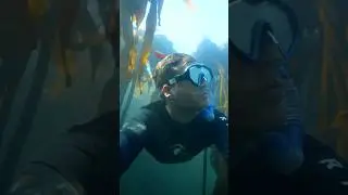 Kelp forest diving 