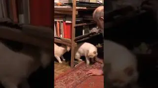 Ignatiy Tikhonovich lets the cats out of the basement. Nikita Kolesnikov