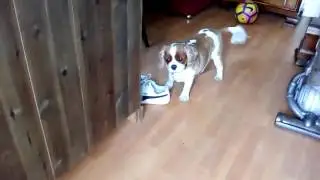 If you like dogs watch this!