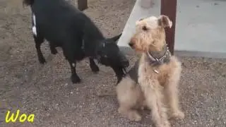 Funny Dog Mating, Dog Mating With Goat