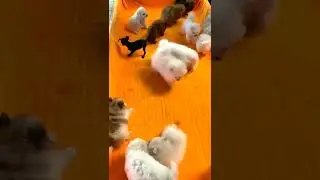 超级可爱的宠物视频 可爱的动物 #shorts #10363