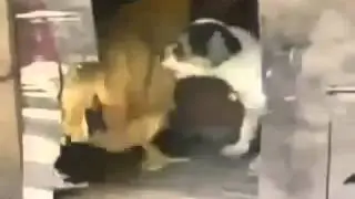 Приколы ! Озабоченный пёсик напал на курицу