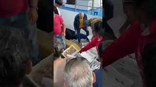 Fishermen Sell Seafood Fresh off their Boats. Fiumicino, Rome, Italy