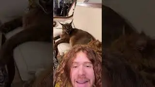 UN GATTINO DOCILE!