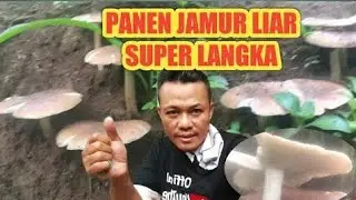 panen jamur barat membersihkan nya sampai pegel