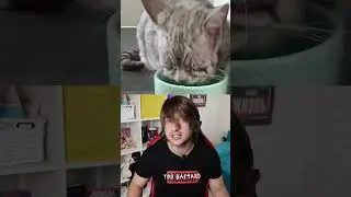 Сколько лет самому старому коту в мире?