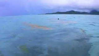 Reef Sharks & Sting Rays Up Close at Bora Bora - French Polynesia