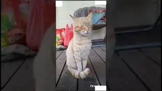 коты, которые гостят на нашей даче.