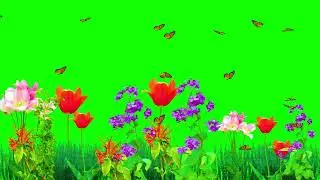 Green screen flower effect | Butterfly green screen background video | green screen grass flower