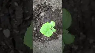 🌿🌿ожидаем заморозки -7гр 😱