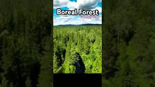 Boreal Forest 