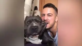 Funny Dogs 2022 😂 Funny Animals Videos 🐶 PetsTv