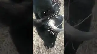 эти милые и забавные домашние животные попробуйте не улыбаться смотря на этих милых коровок