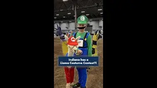Ever seen a llama costume contest? | Across Indiana