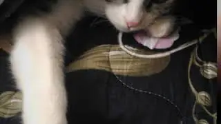 Кошка залезла под одеяло и не хочет вылезать!