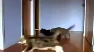 Приколы про кошек XD
