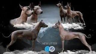 The cutest creatures in the world, Xolo puppies 🥰🎀