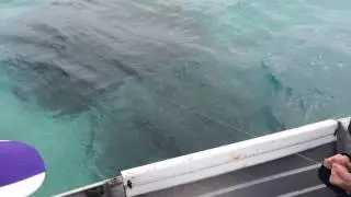 One of my girls catching a cod at Abrolhos islands (rat Island) Western Australia