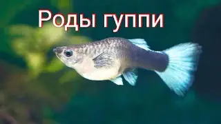 Гуппи рожает мальков